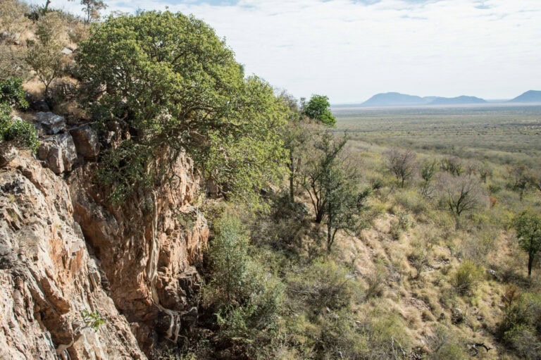 Rockfig Tree Story
