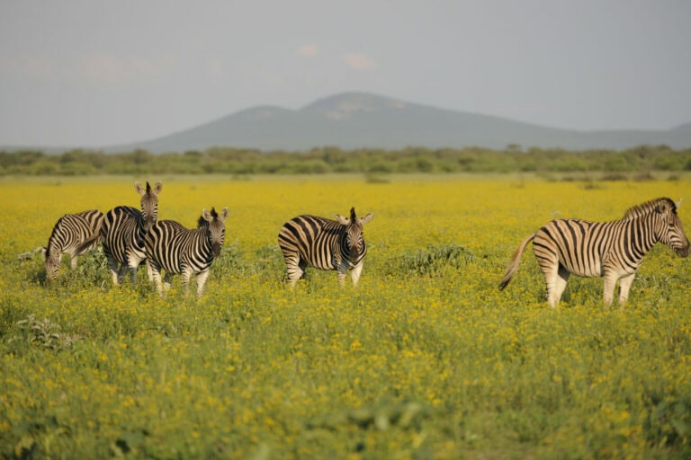 Madikwe Wildlife