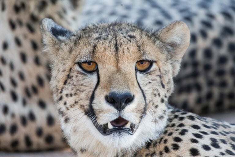 Madikwe Wildlife