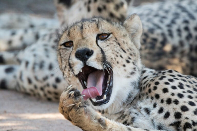Madikwe Wildlife
