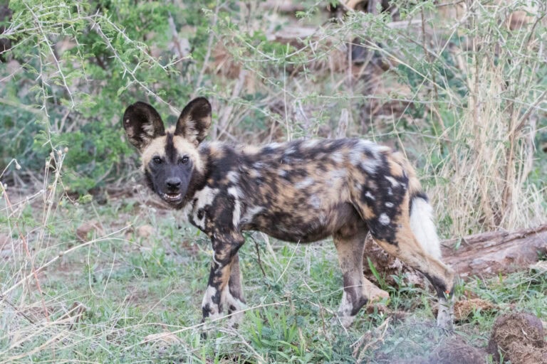 Madikwe Wildlife