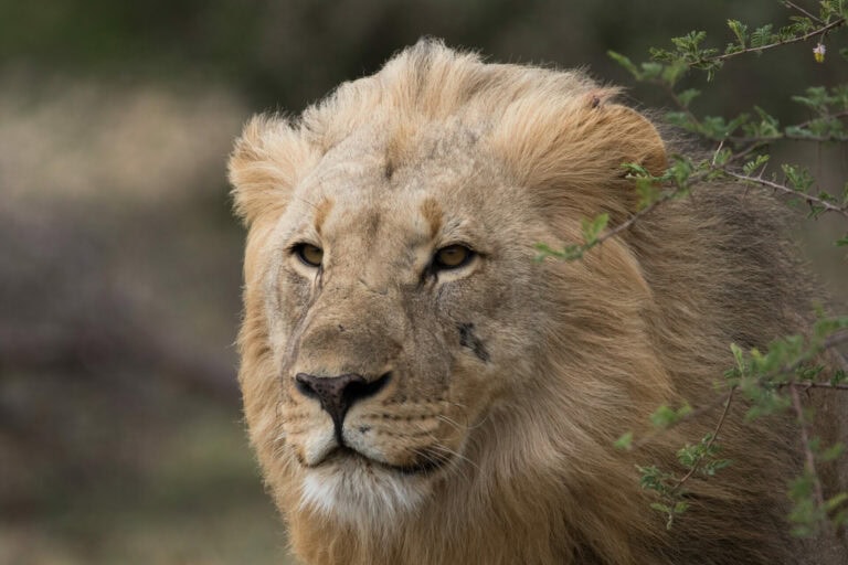 Madikwe Wildlife