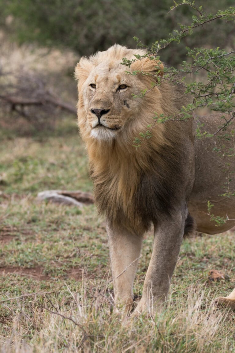 Madikwe Wildlife