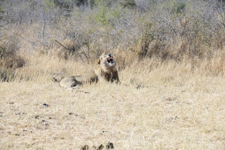 Madikwe Wildlife