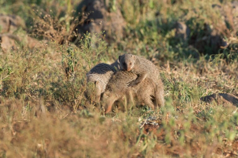 Madikwe Wildlife
