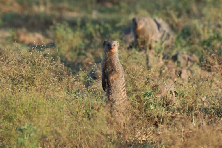 Madikwe Wildlife