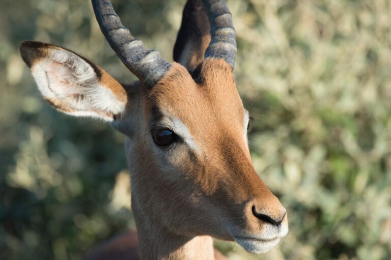 Madikwe Wildlife
