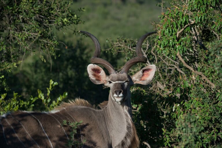 Madikwe Wildlife