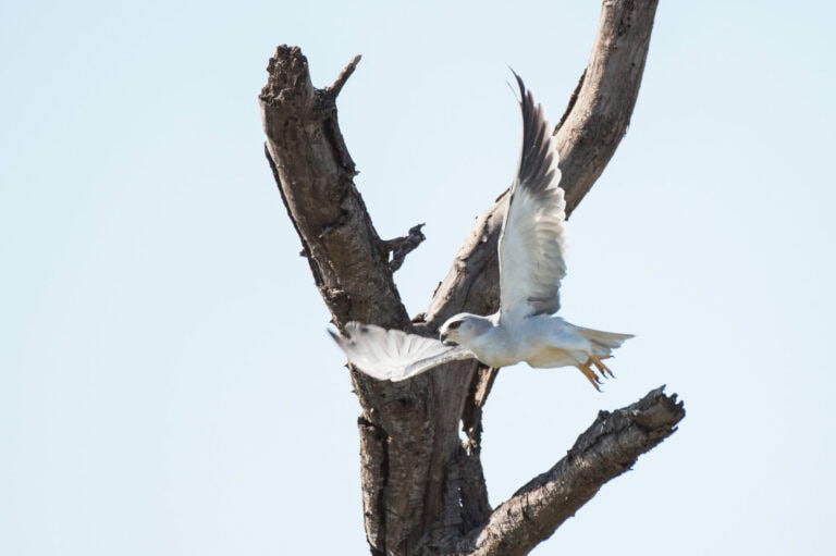Madikwe Wildlife