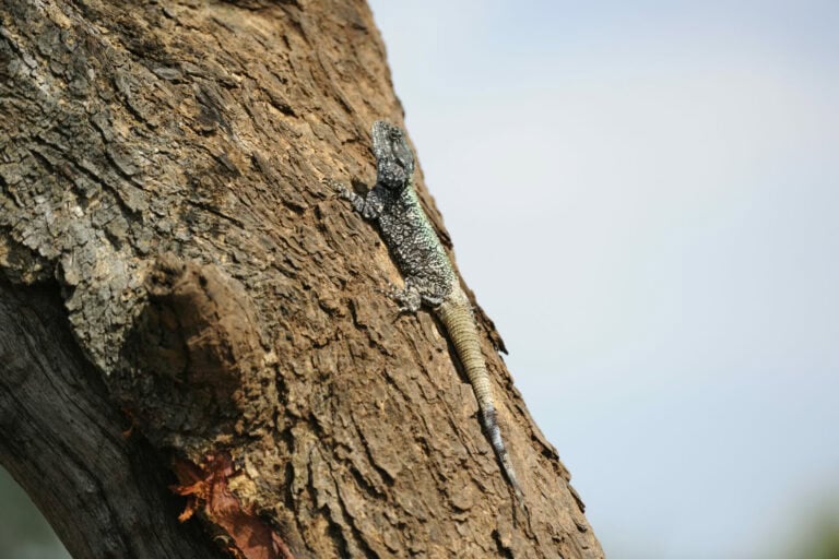 Madikwe Wildlife