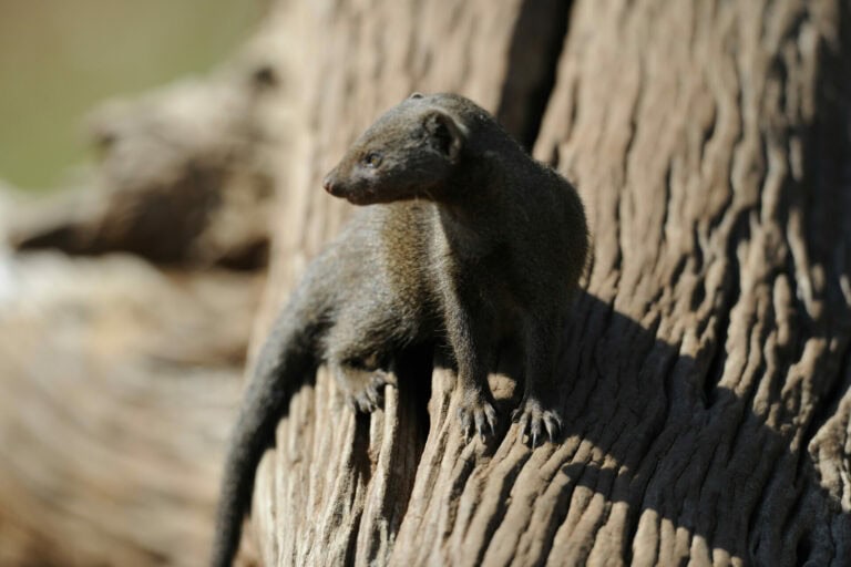 Madikwe Wildlife