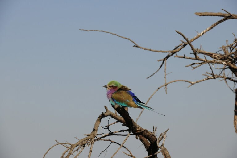Madikwe Wildlife