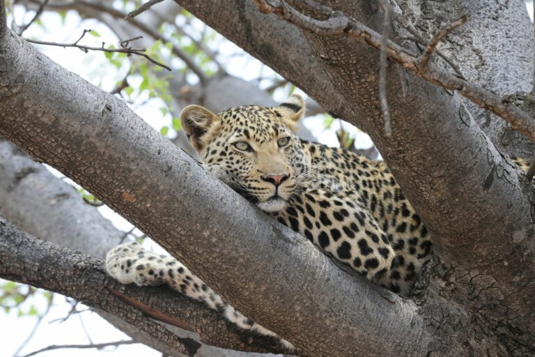 Madikwe Wildlife