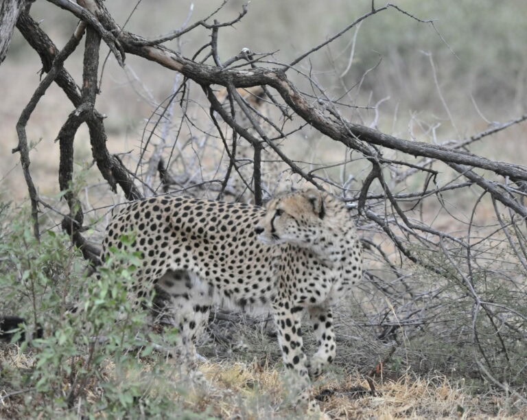 Madikwe Wildlife