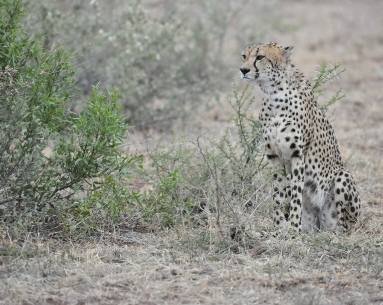 Madikwe Wildlife