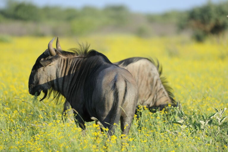 Madikwe Wildlife
