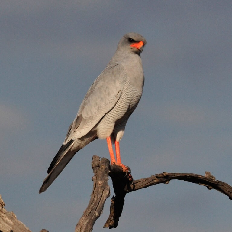 Madikwe Wildlife