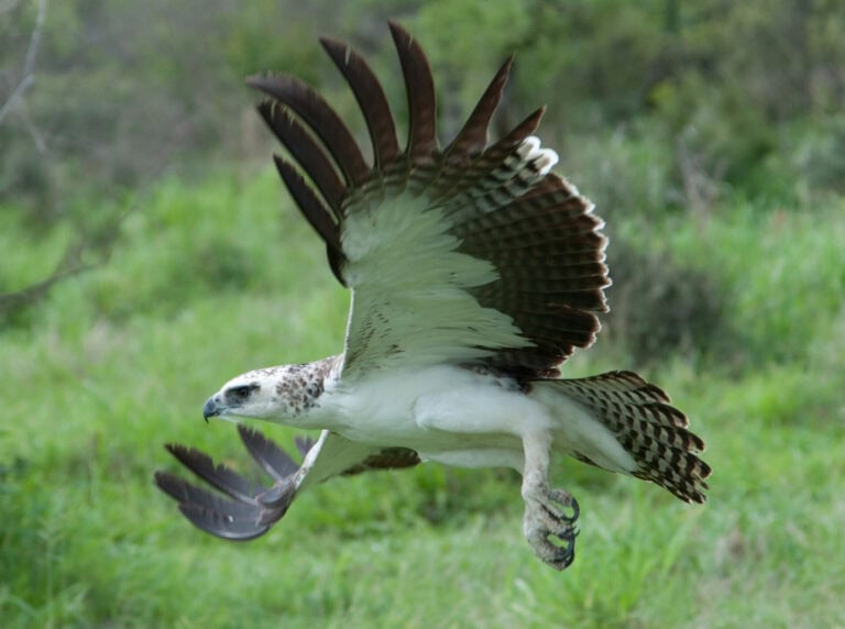 Madikwe Wildlife