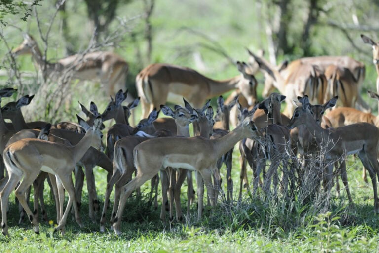 Madikwe Wildlife