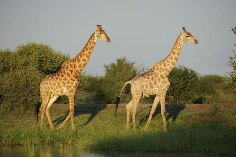 Madikwe Wildlife