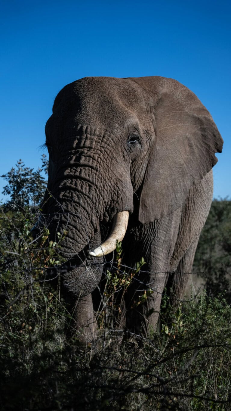 Madikwe Wildlife