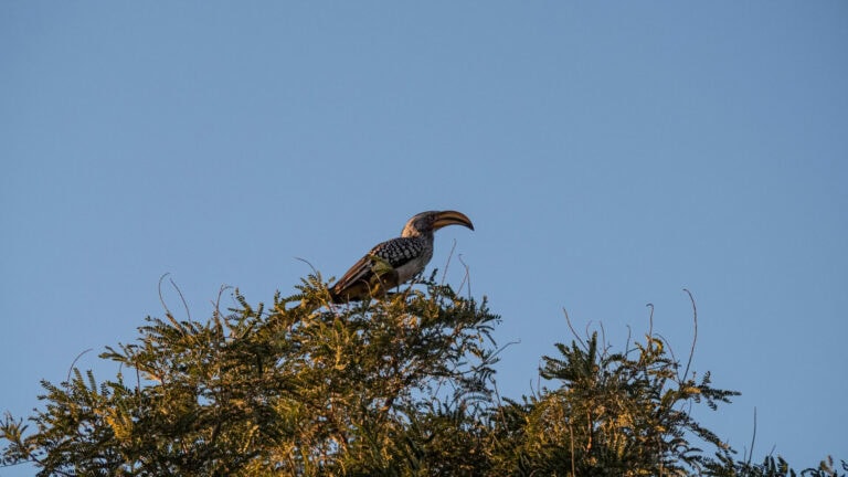 Madikwe Wildlife