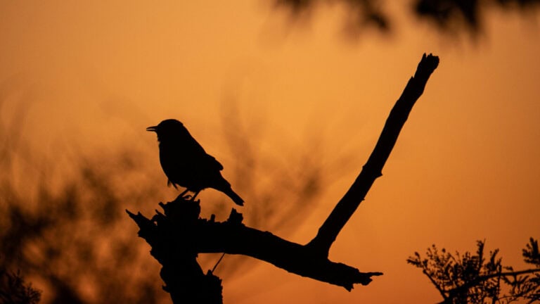 Madikwe Wildlife