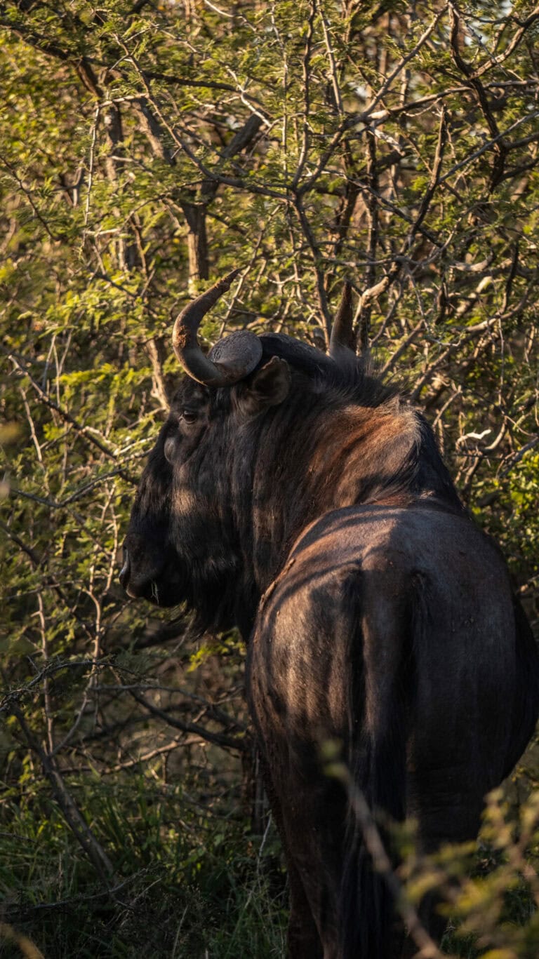 Madikwe Wildlife