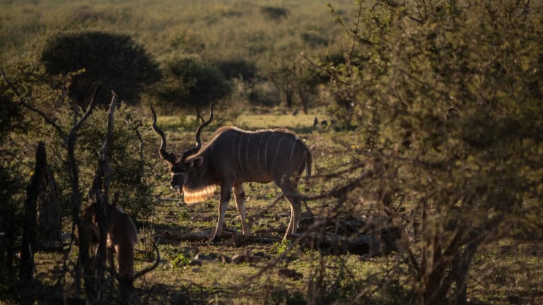 Madikwe Wildlife