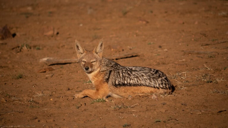 Madikwe Wildlife