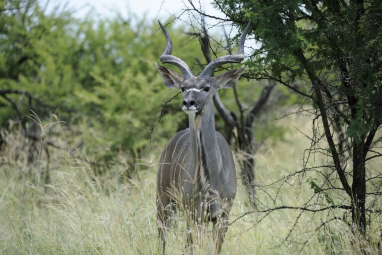 Madikwe Wildlife