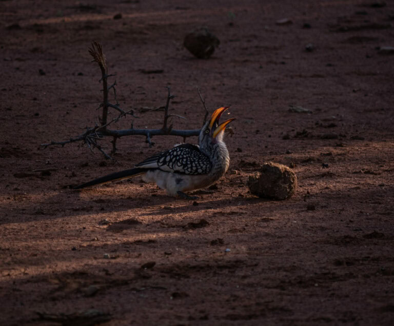 Madikwe Wildlife