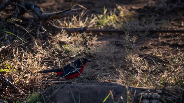 Madikwe Wildlife