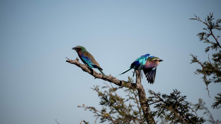 Madikwe Wildlife