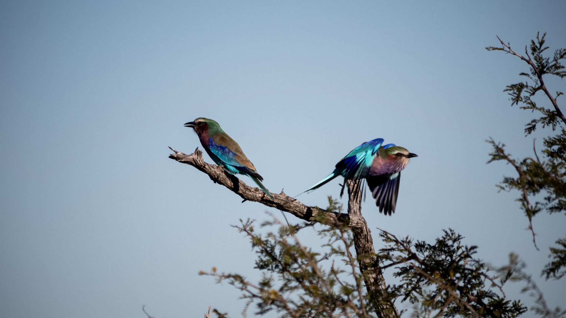 Madikwe WildLife