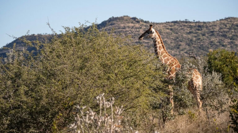 Madikwe Wildlife