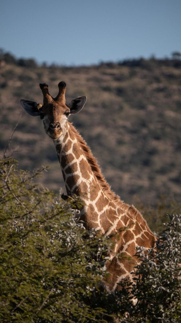 Madikwe Wildlife