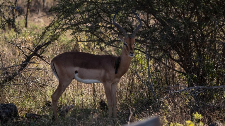 Madikwe Wildlife