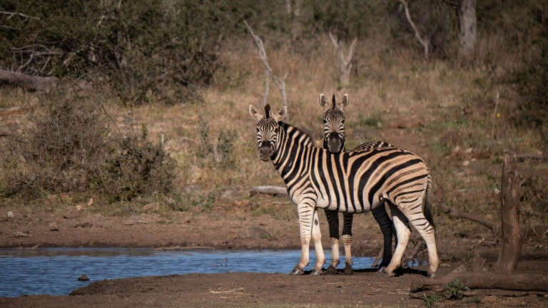 Madikwe Wildlife