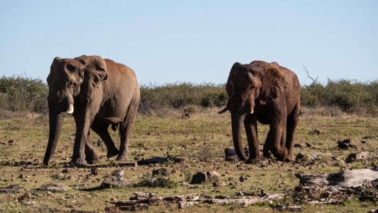 Madikwe Wildlife