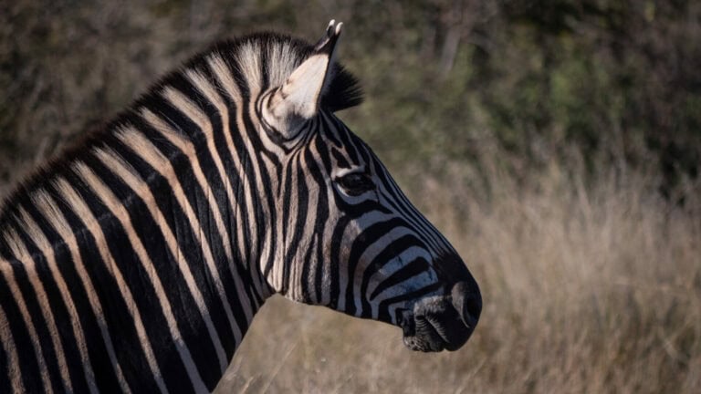 Madikwe Wildlife