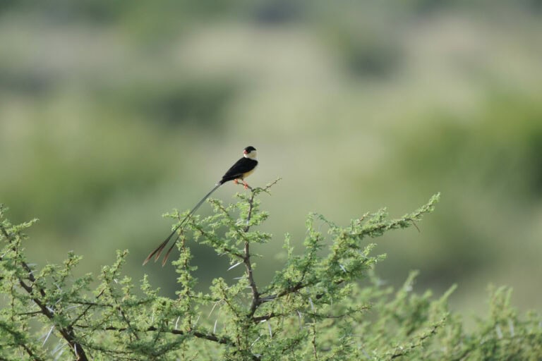 Madikwe Wildlife