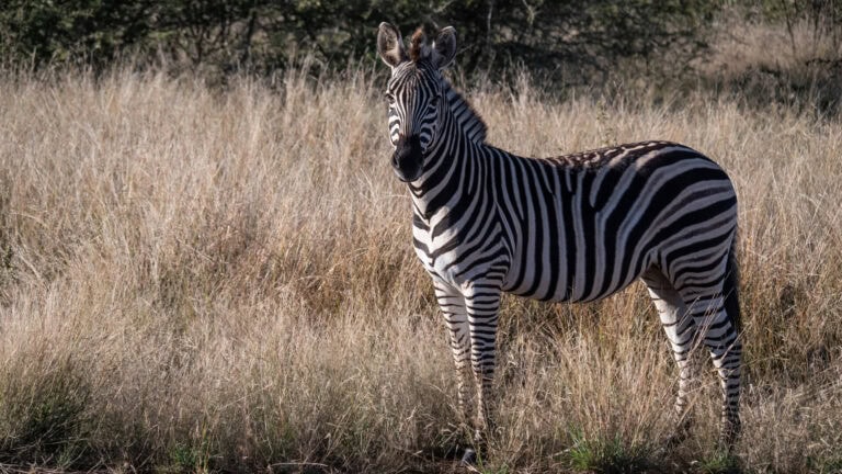 Madikwe Wildlife
