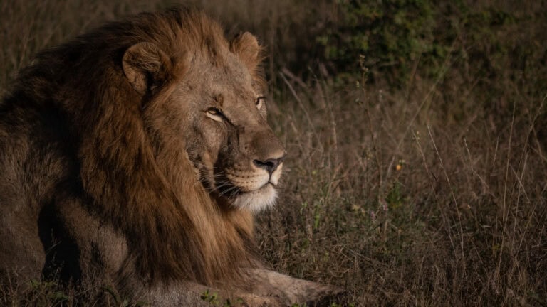 Madikwe Wildlife