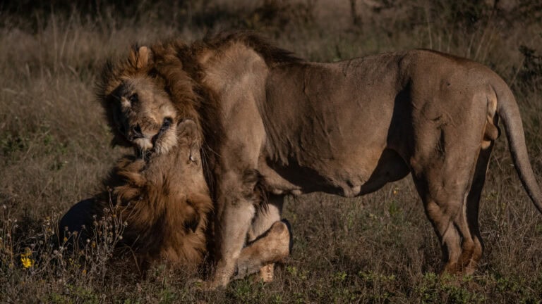 Madikwe Wildlife