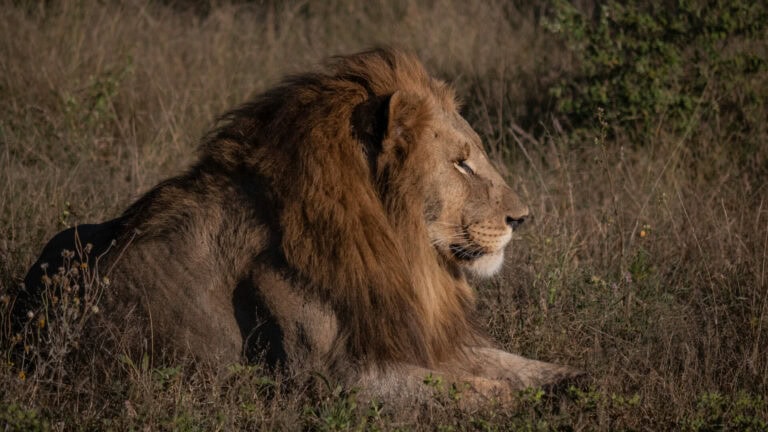 Madikwe Wildlife