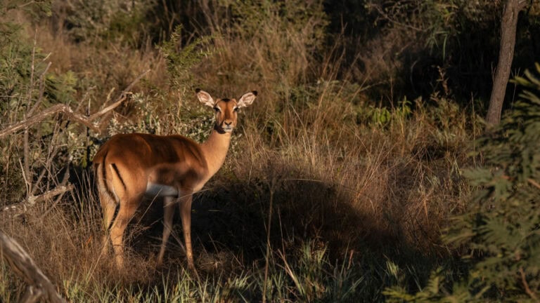 Madikwe Wildlife