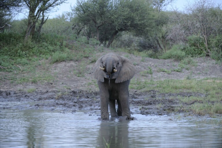 Madikwe Wildlife