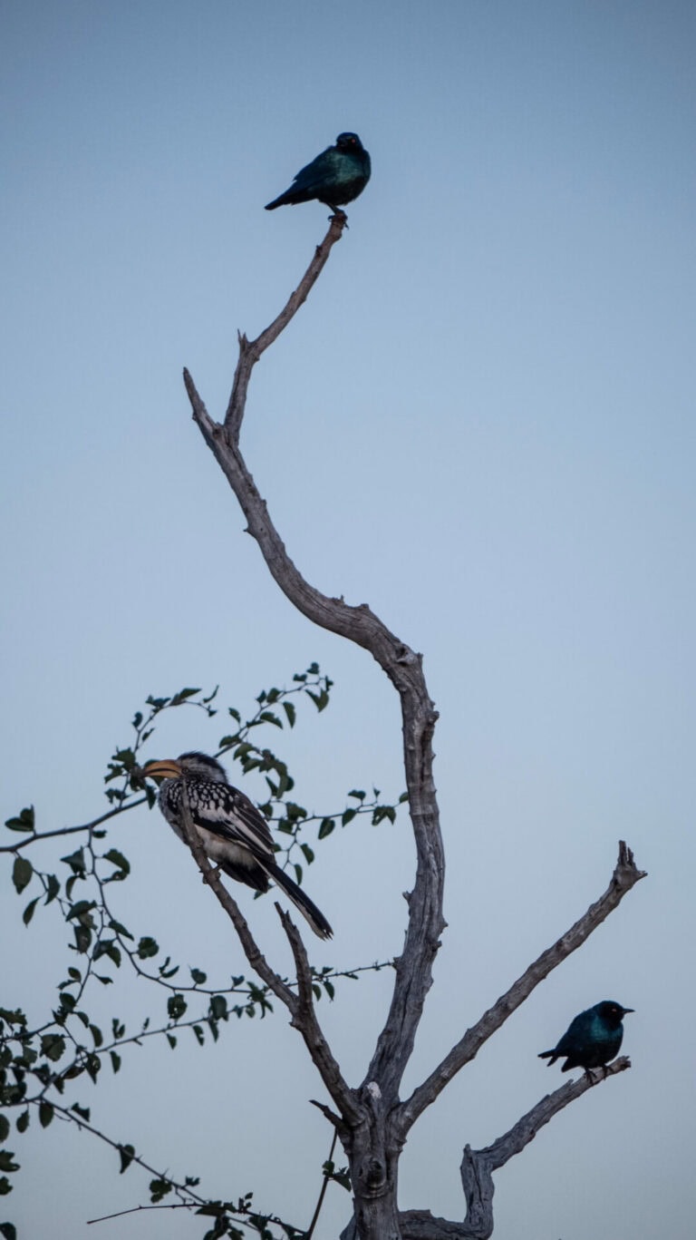 Madikwe Wildlife