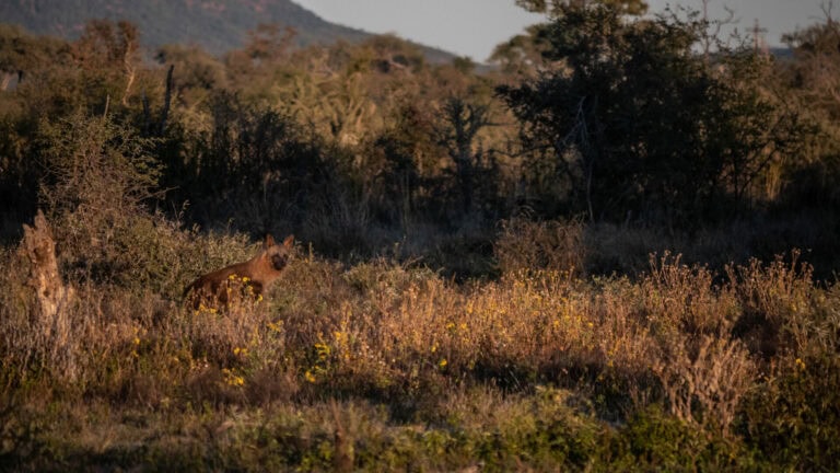 Madikwe Wildlife